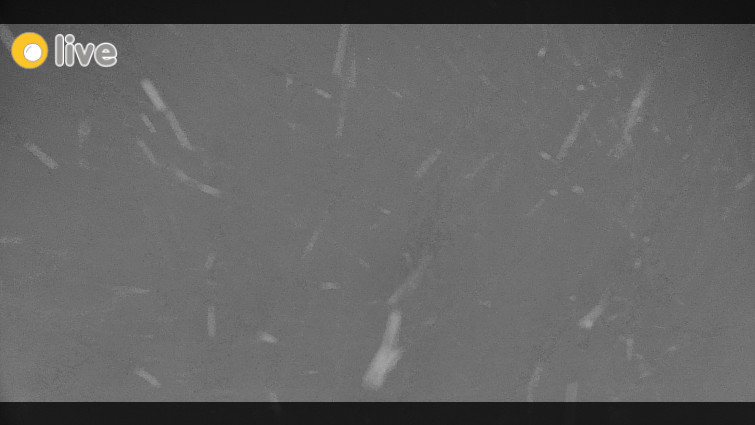 Rejvíz - Běžecké stopy - Rejvíz - Běžecké stopy - 23.12.2025 v 18:00