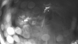 Modrá sjezdovka - dojezd k lanové dráze