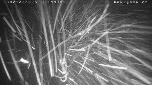 Ski Olešnice - Výstup vlek A - 30.12.2025 v 02:45 Ski Olešnice - Výstup vlek A - 30.12.2025 v 02:45