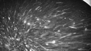 Snowparadise Veľká Rača