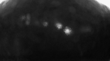 Snowparadise Veľká Rača