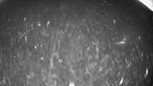 Snowparadise Veľká Rača - Dedovka vrchol - 7.1.2026 v 01:45