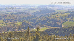Žalý