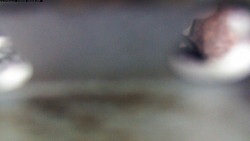 Pohled na jih, hrad Trosky