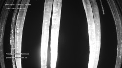 Pension Helena Honesová