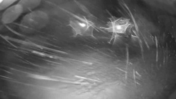 Lyžařský vlek Karlova Studánka