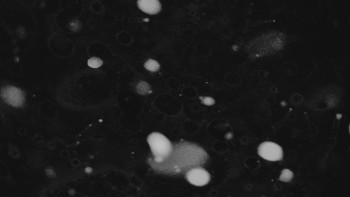 Ski areál U Sachovy studánky