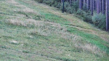 Ski areál U Sachovy studánky
