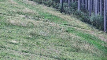 Ski areál U Sachovy studánky